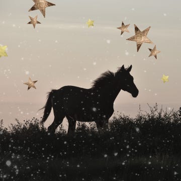 silhouetted horse in a field during twilight with falling snow and stars above